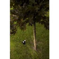 BINGO SOLAR  6938401330